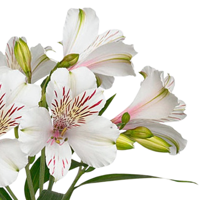 Alstroemeria bianca