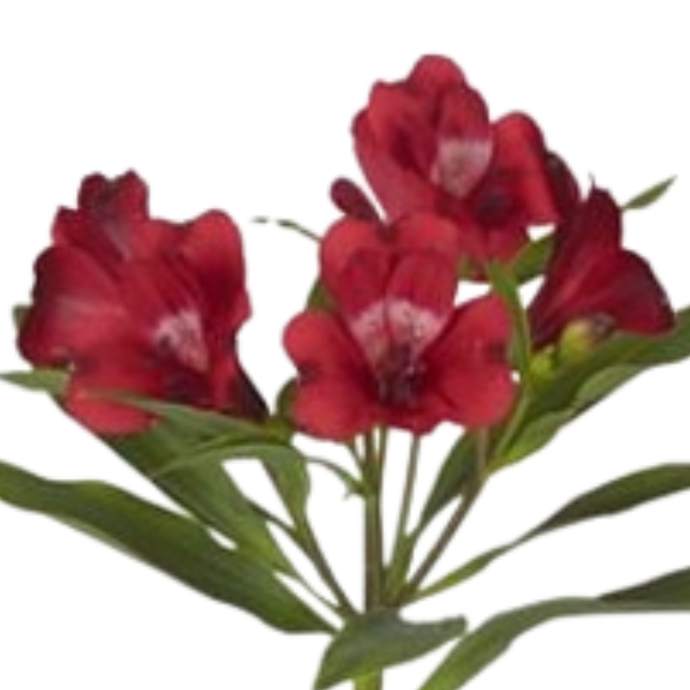 Alstroemeria cardinal