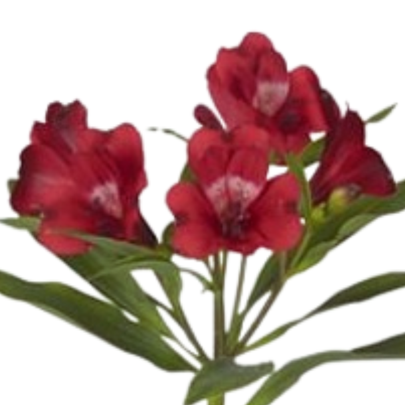 Alstroemeria cardinal