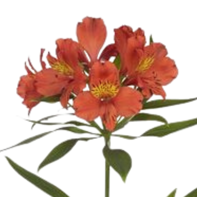 Alstroemeria cinnamon