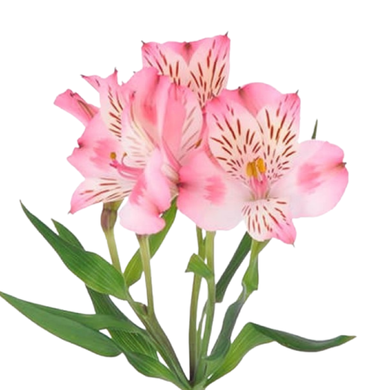 Alstroemeria dubai