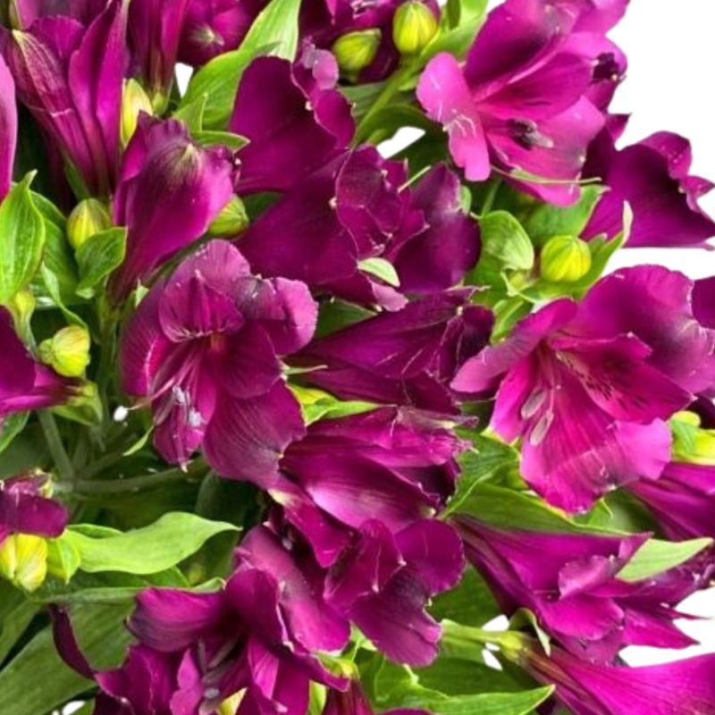 Alstroemeria dark pink