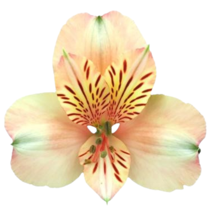 Alstroemeria canyon