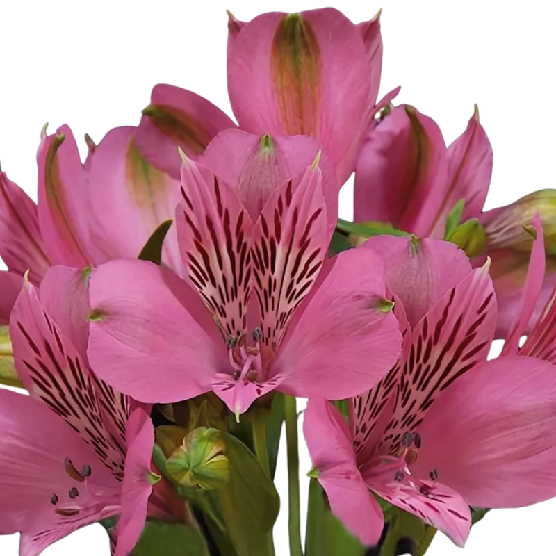 Alstroemeria elegance