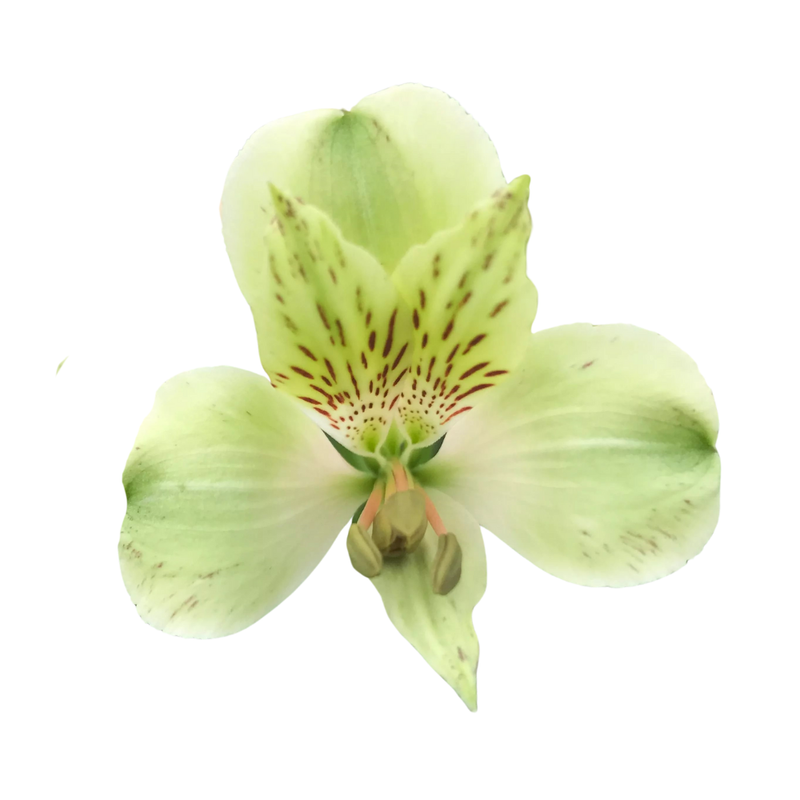 Alstroemeria greenfield
