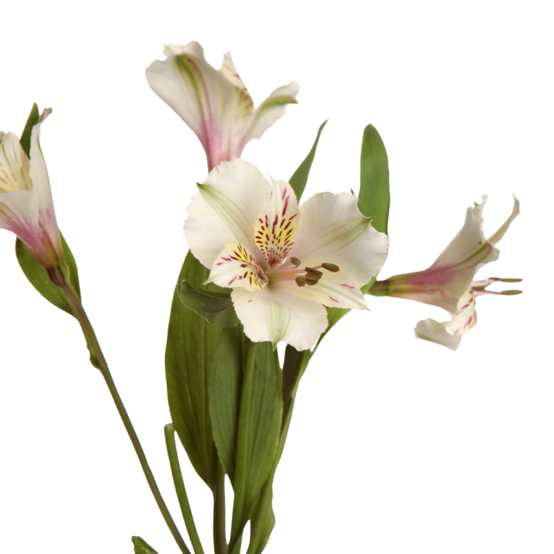 Alstroemeria himalaya