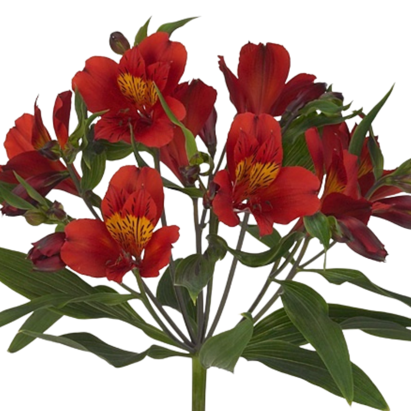 Alstroemeria hot pepper