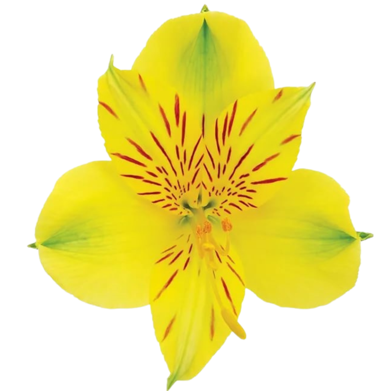 Alstroemeria isola