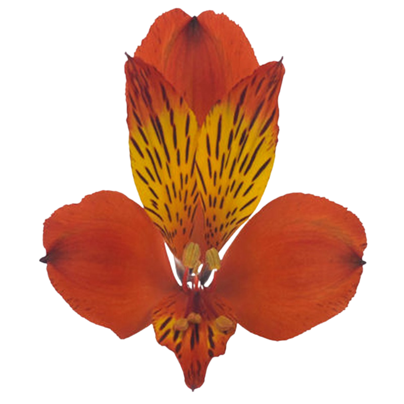 Alstroemeria jaffa