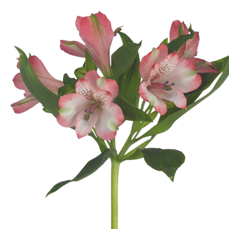 Alstroemeria hilton