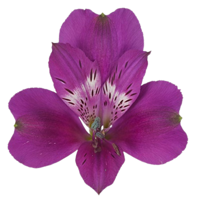 Alstroemeria maracana