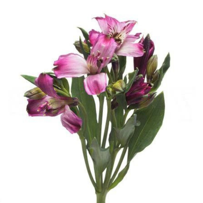 Alstroemeria napoli