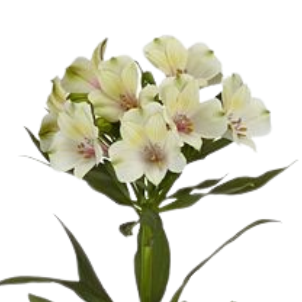 Alstroemeria pearl bell