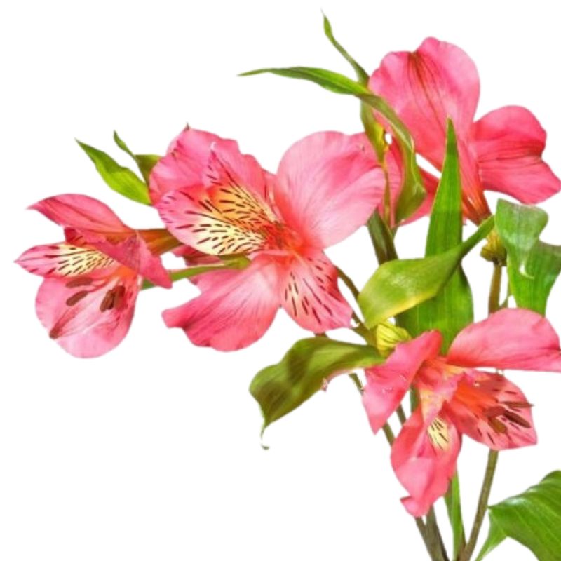 Alstroemeria livorno pink