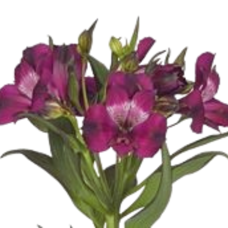 Alstroemeria moraldo