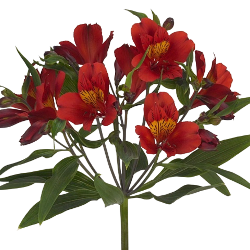 Alstroemeria premium hot pepper