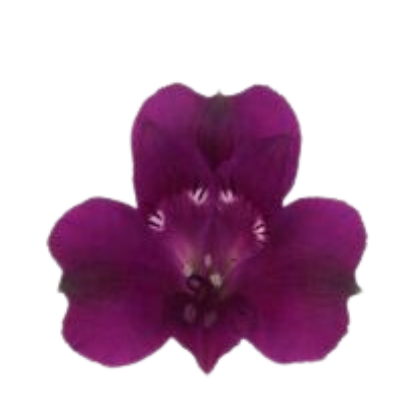 Alstroemeria morado