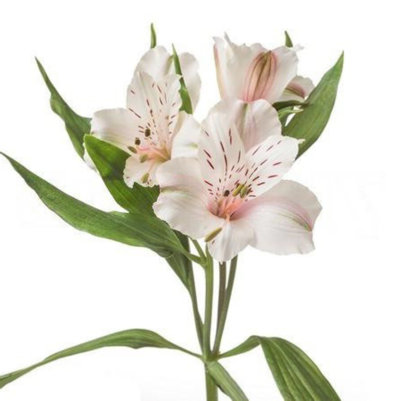 Alstroemeria pink