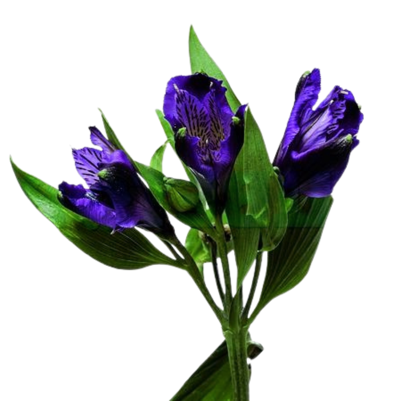 Alstroemeria purple