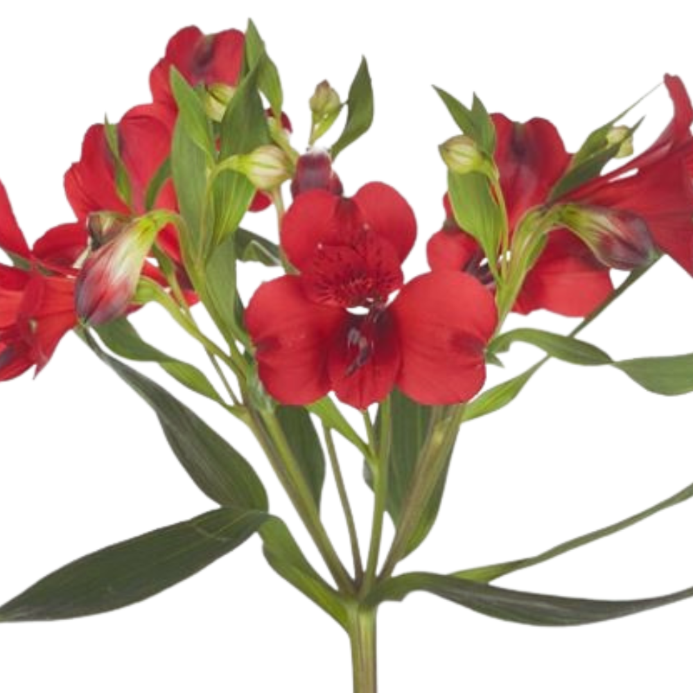 Alstroemeria red queen