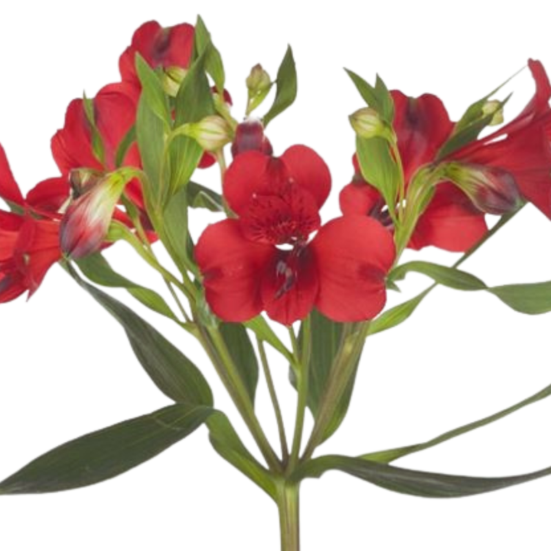 Alstroemeria red queen