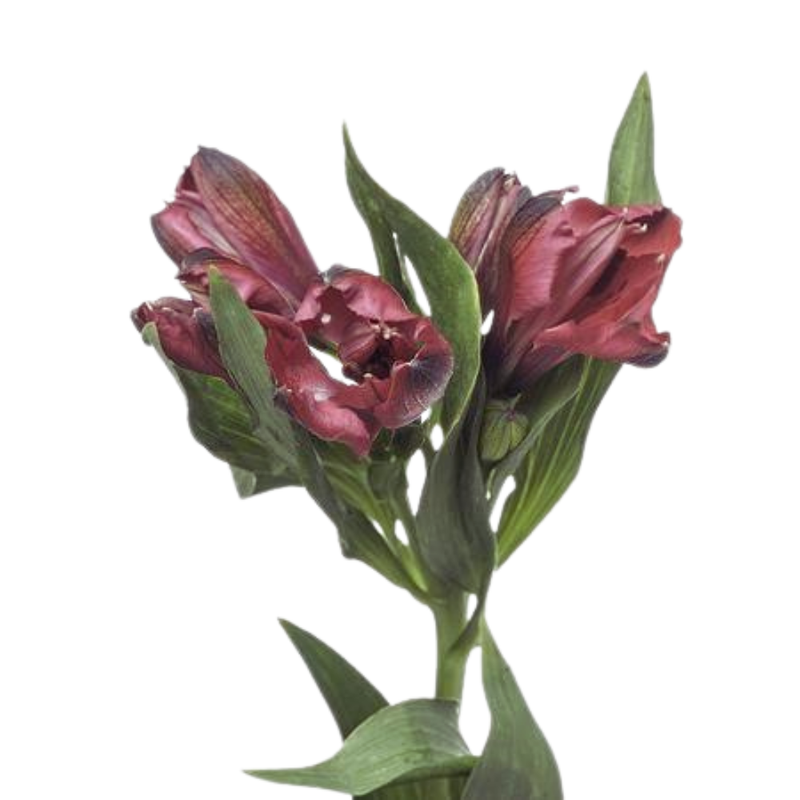 Alstroemeria red