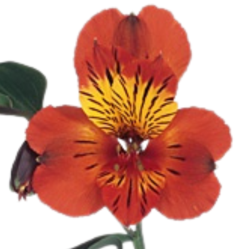 Alstroemeria tampa