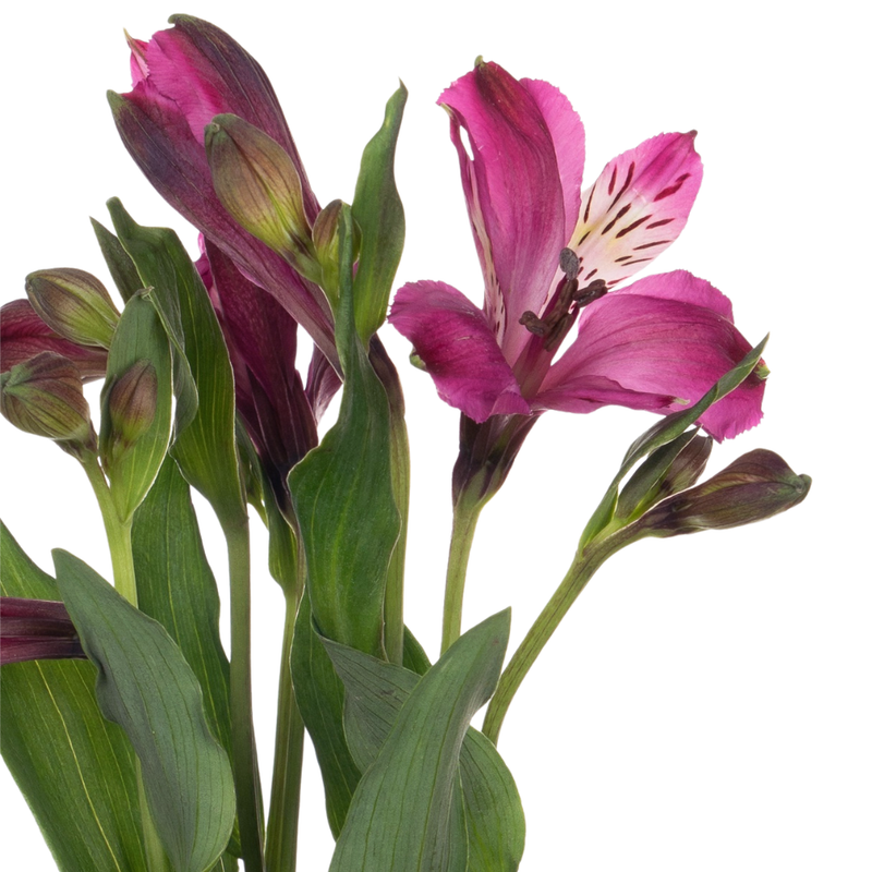 Alstroemeria xanadu