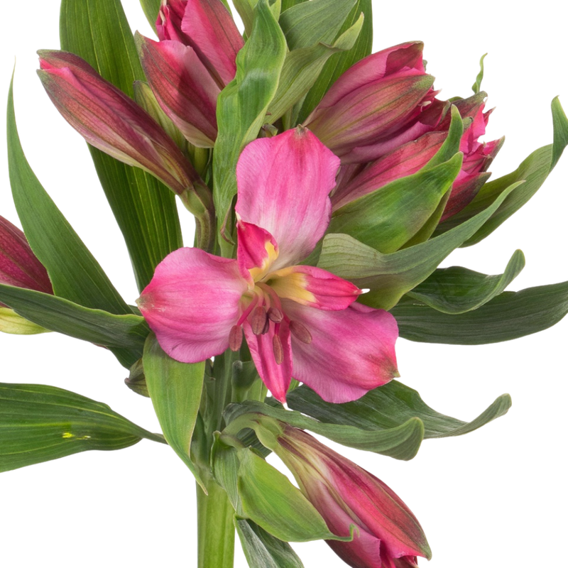 Alstroemeria rome