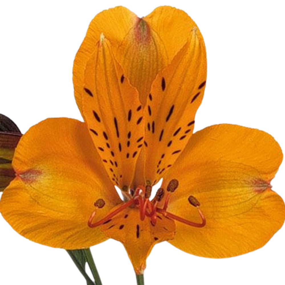 Alstroemeria rumba
