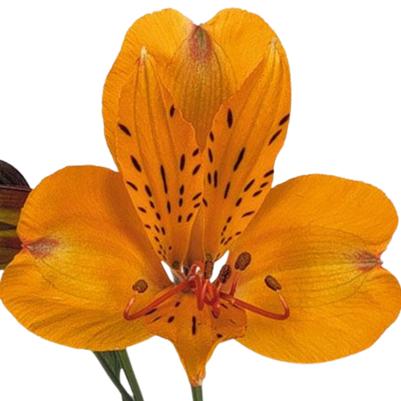 Alstroemeria rumba
