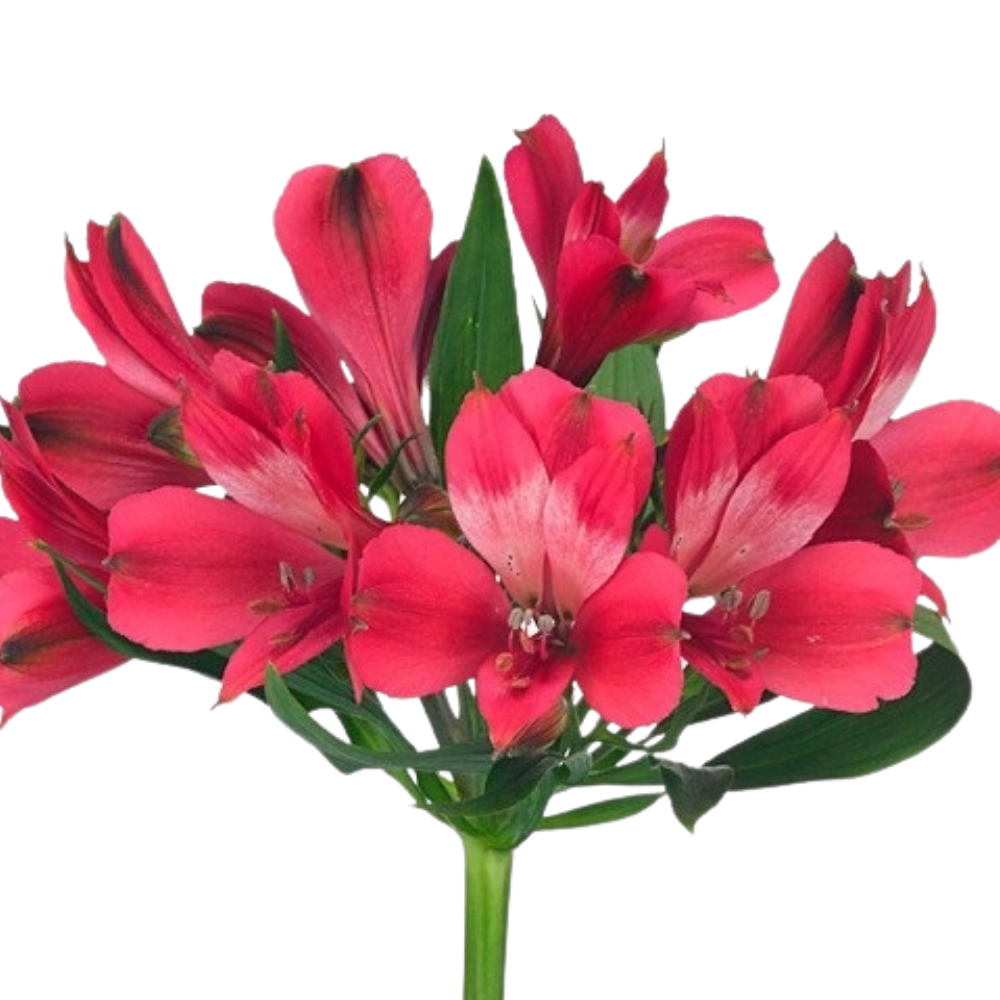 Alstroemeria secret