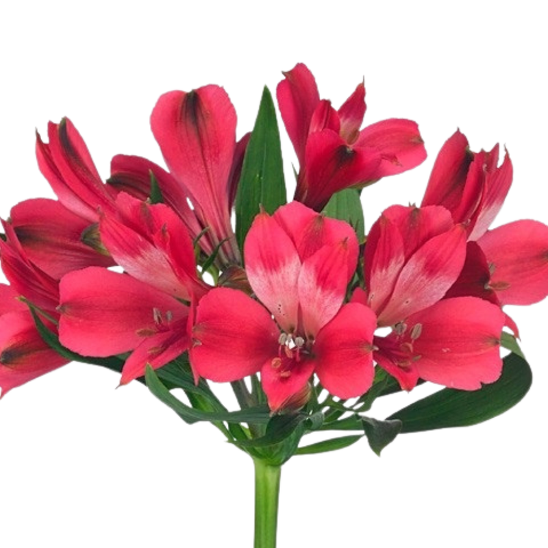 Alstroemeria secret