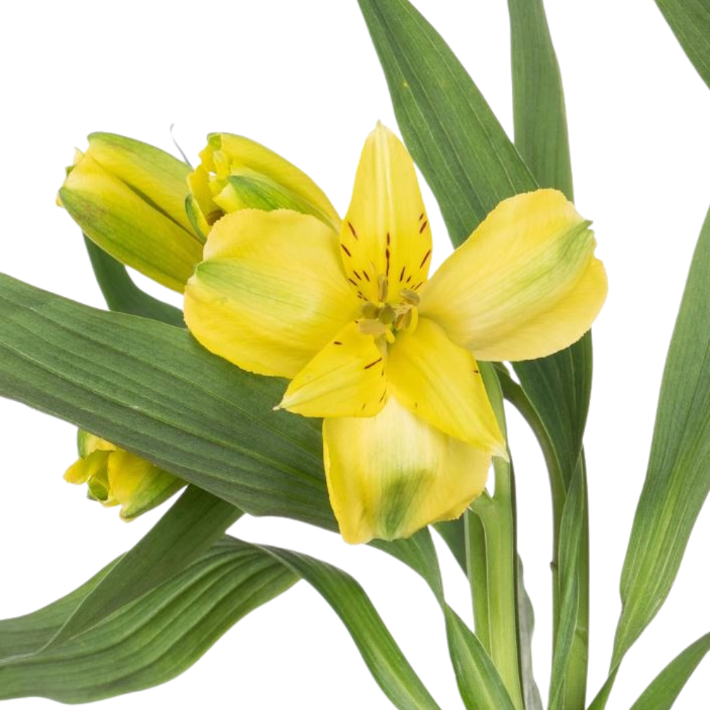 Alstroemeria sunny lady