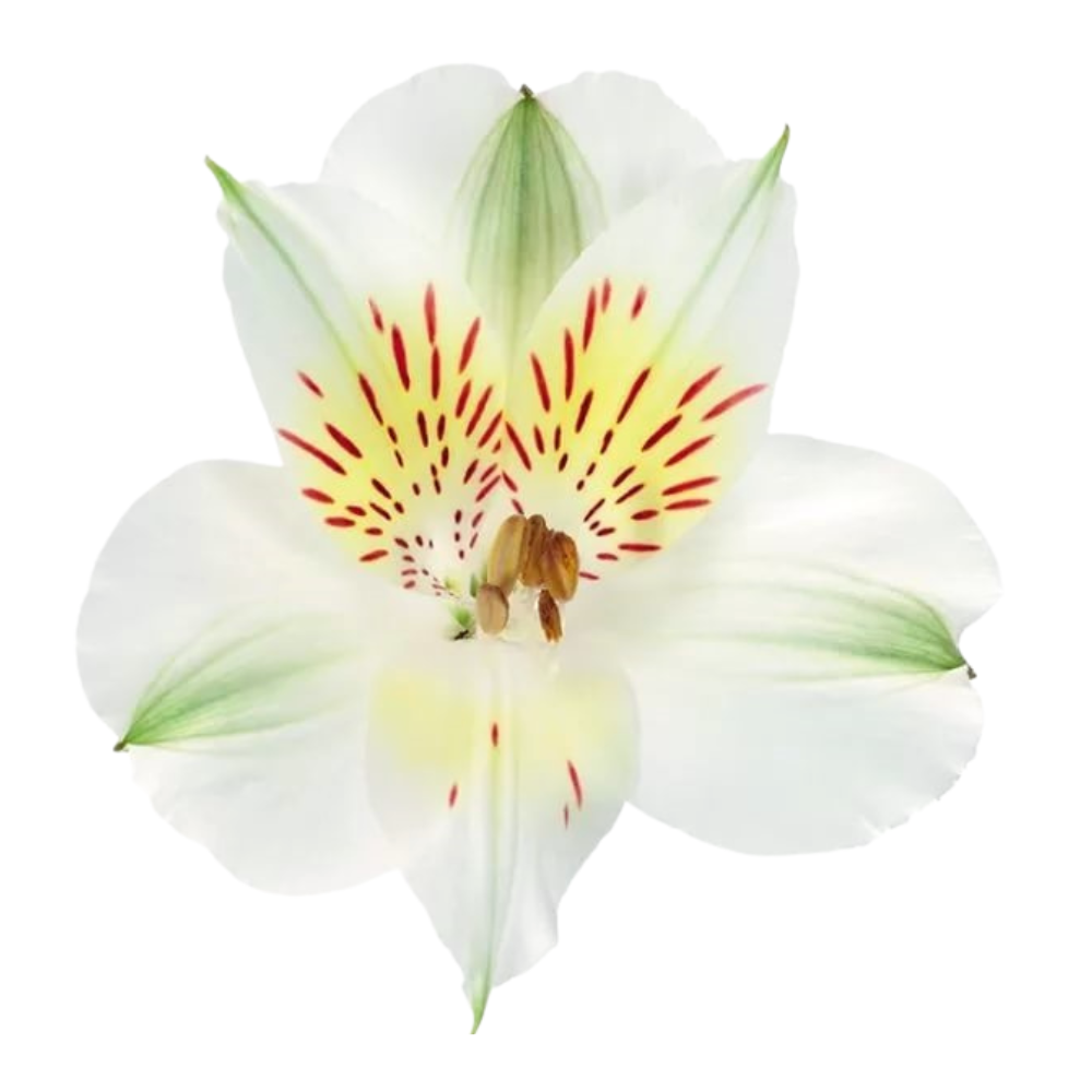 Alstroemeria whistler