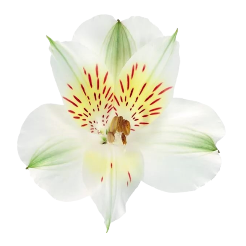 Alstroemeria whistler