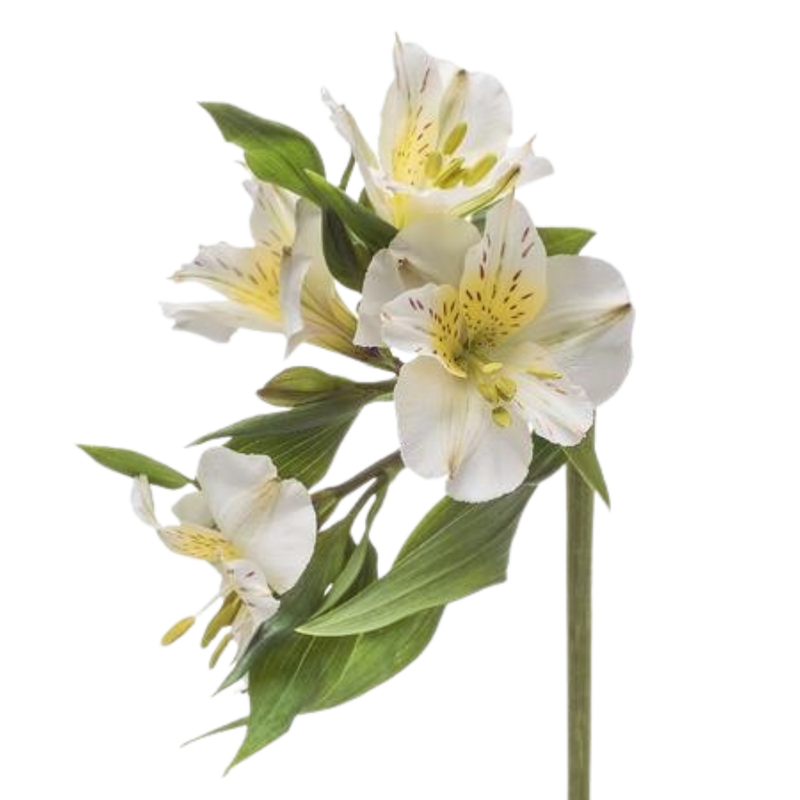 Alstroemeria white