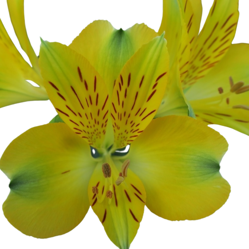 Alstroemeria yellow stone