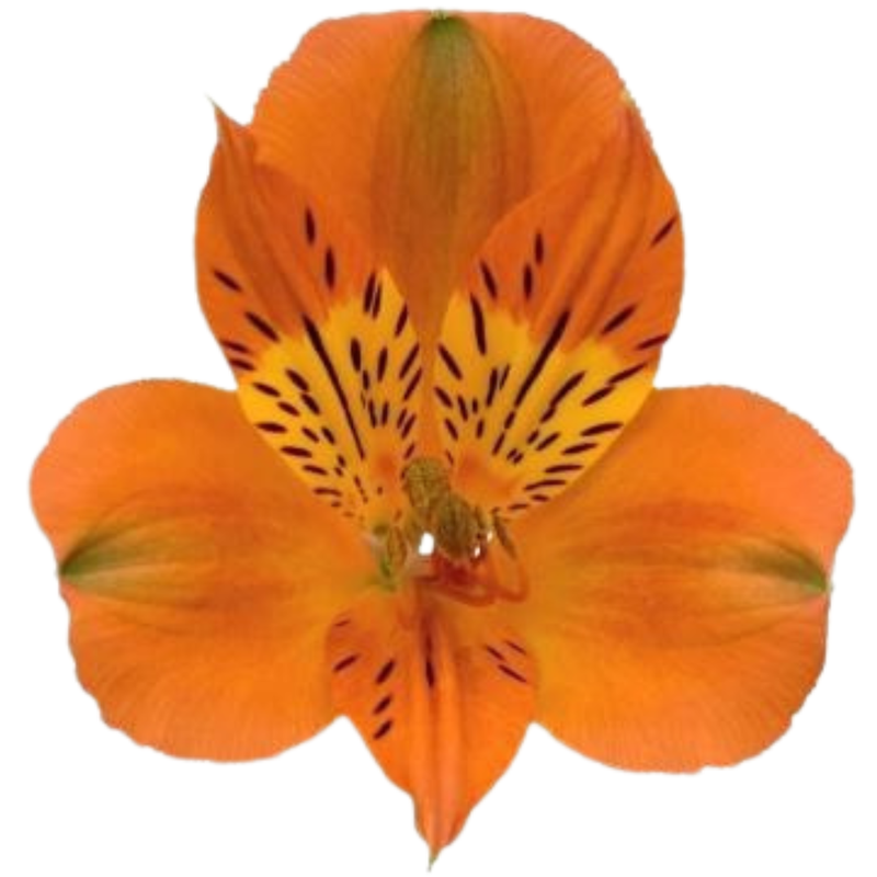Alstroemeria savanna