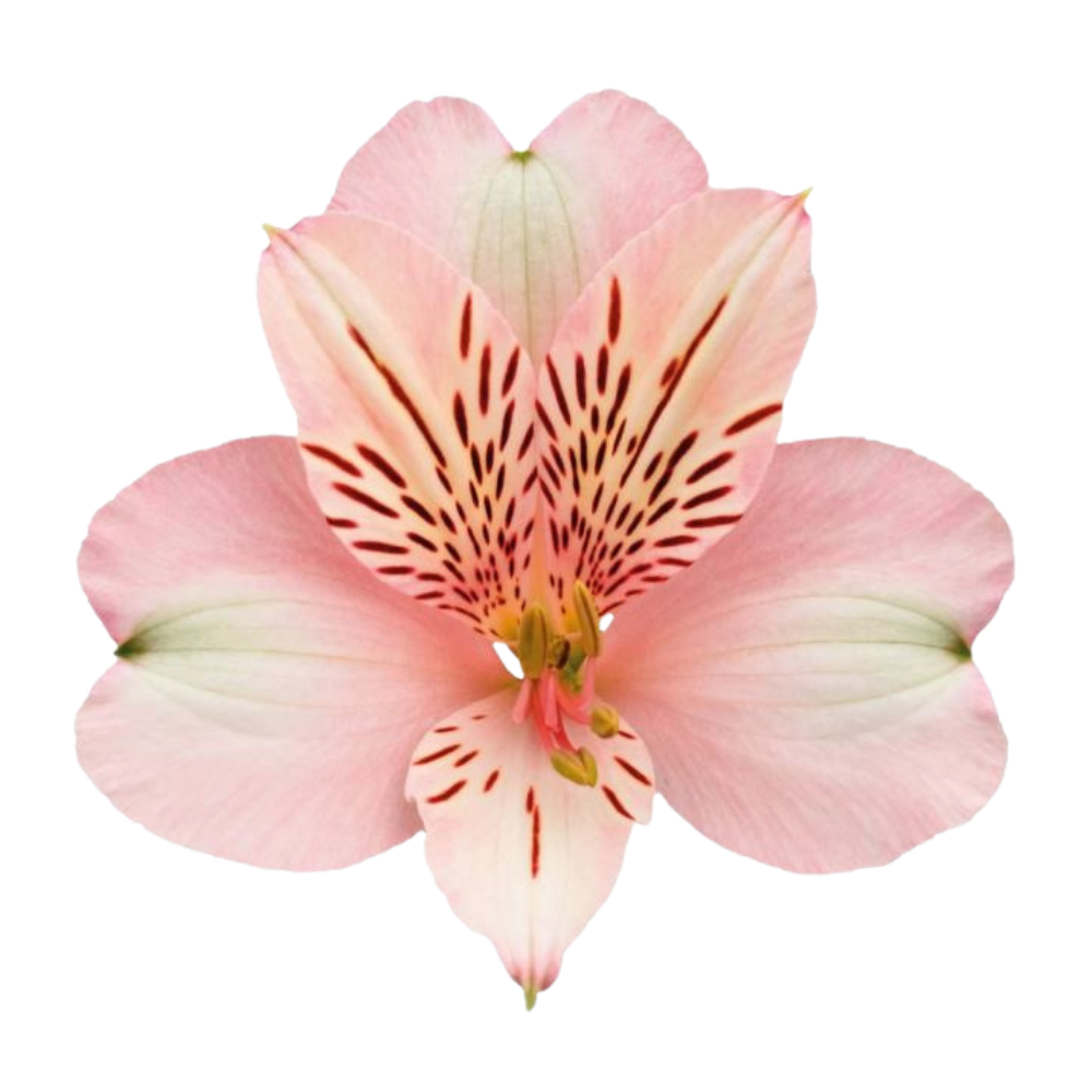 Alstroemeria winnipeg