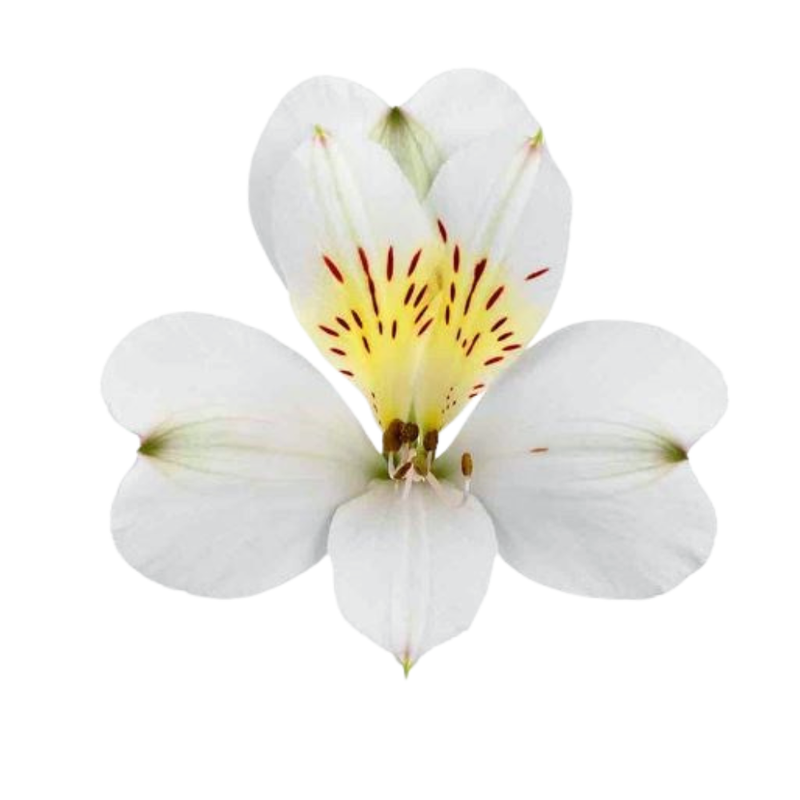 Alstroemeria zembla