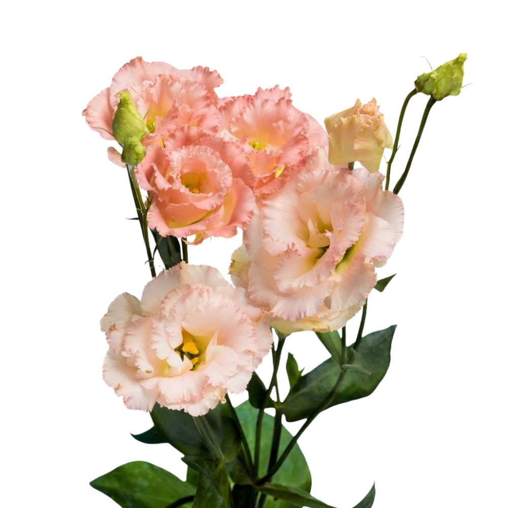 Eustoma double alissa heavenly dutch orange