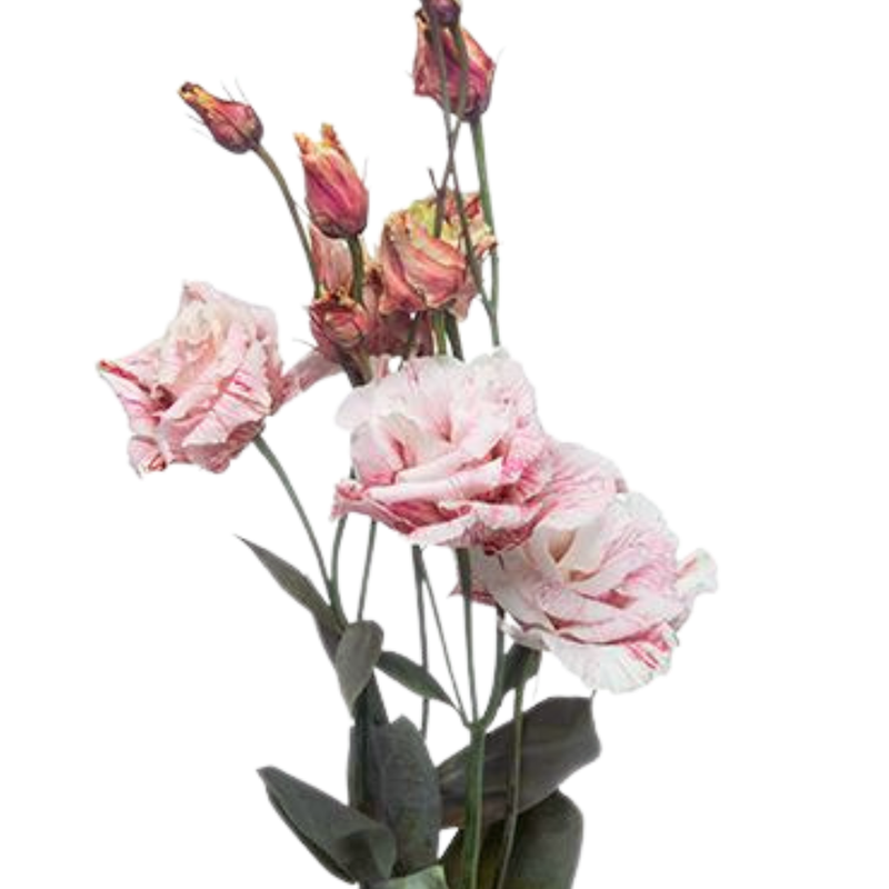 Eustoma double alissa lovely red