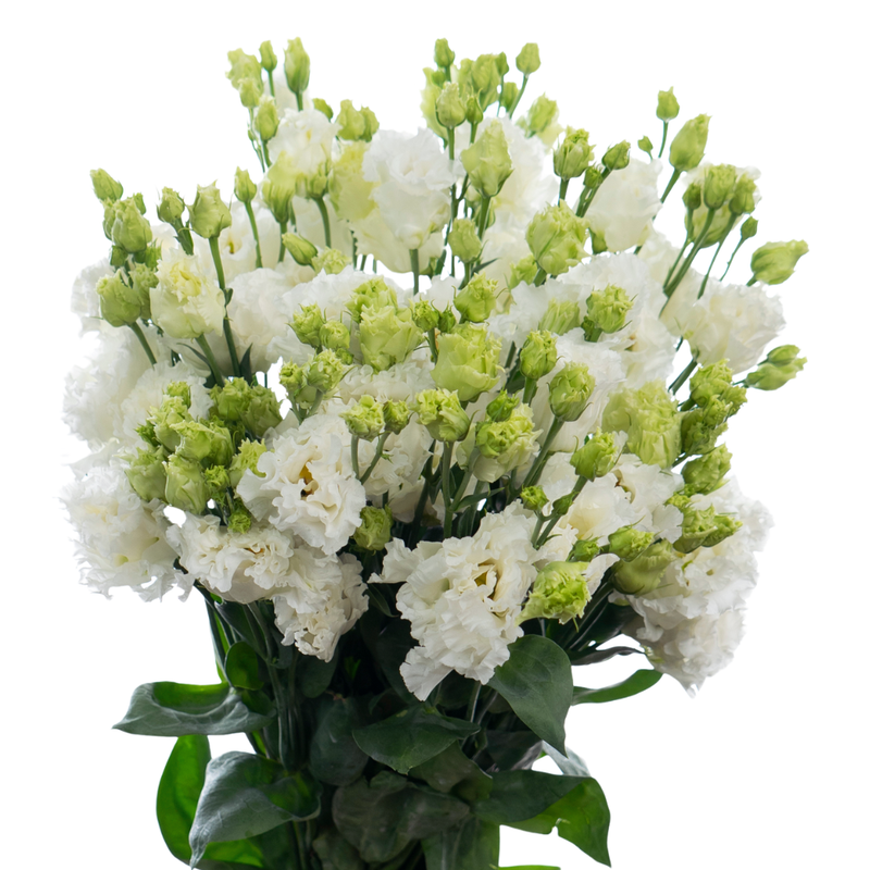 Eustoma double alissa pure white