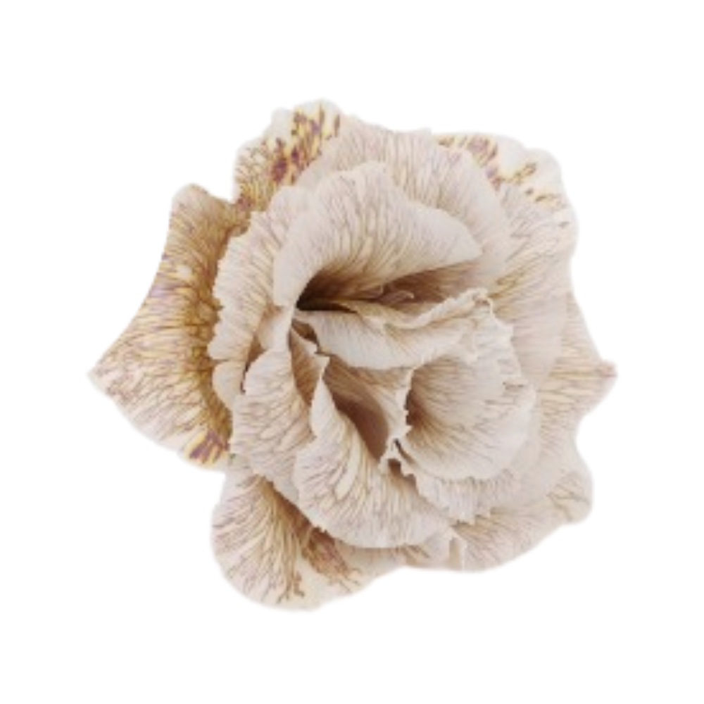 Eustoma double alissa dyed brownies
