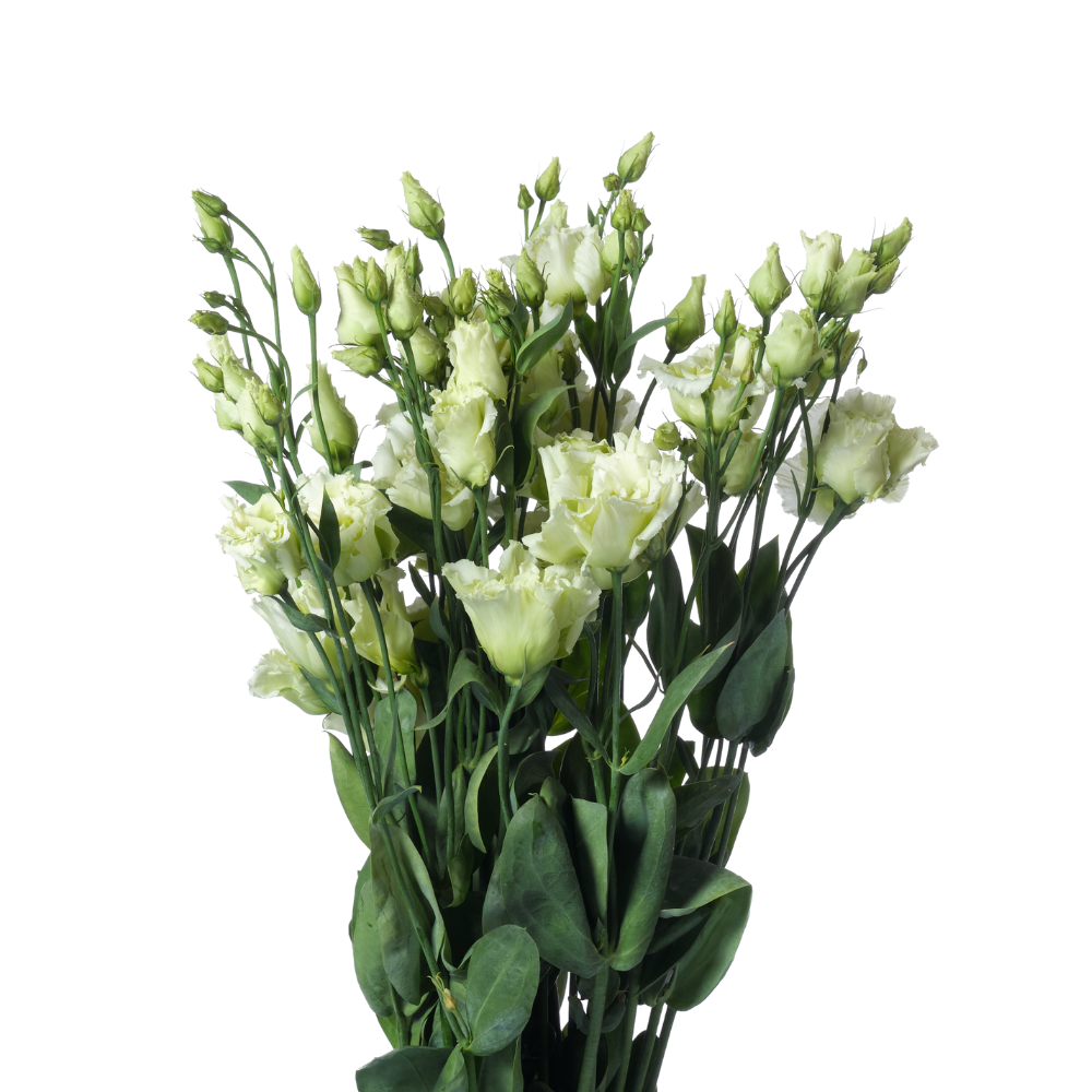 Eustoma double alissa green