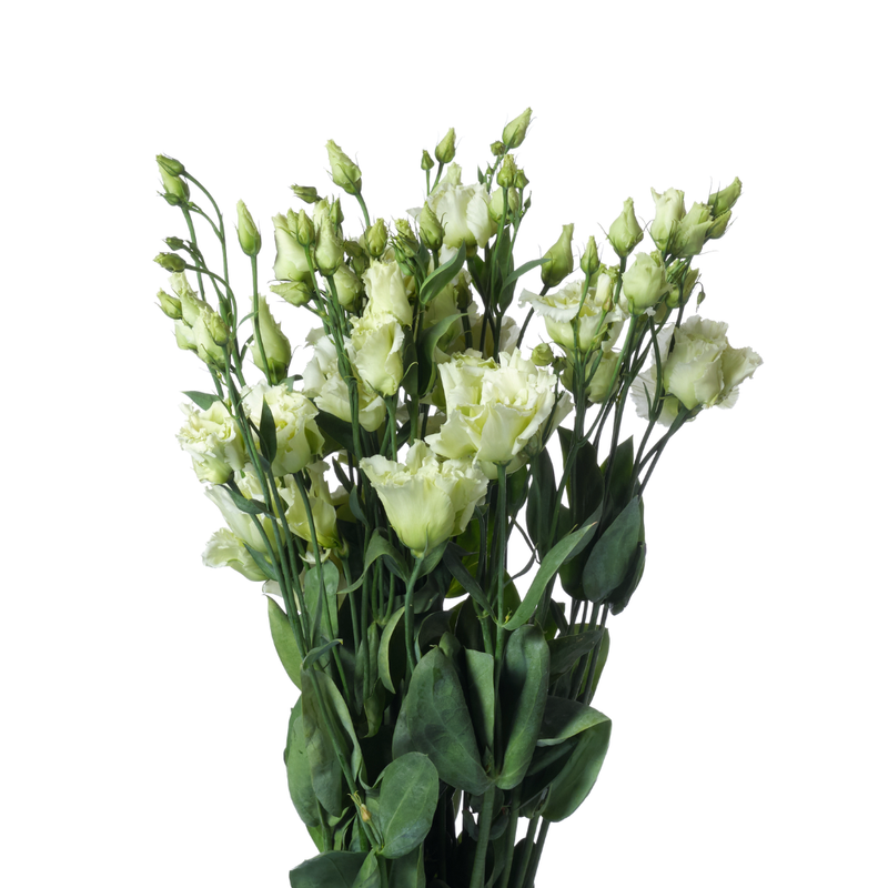 Eustoma double alissa green