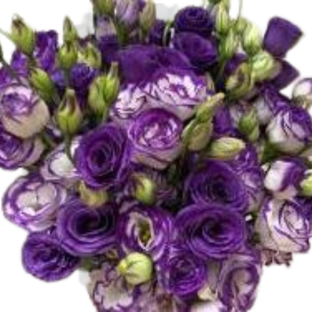 Eustoma double bio purple