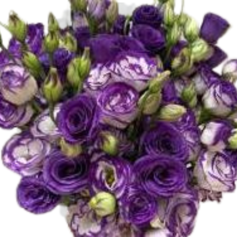 Eustoma double bio purple