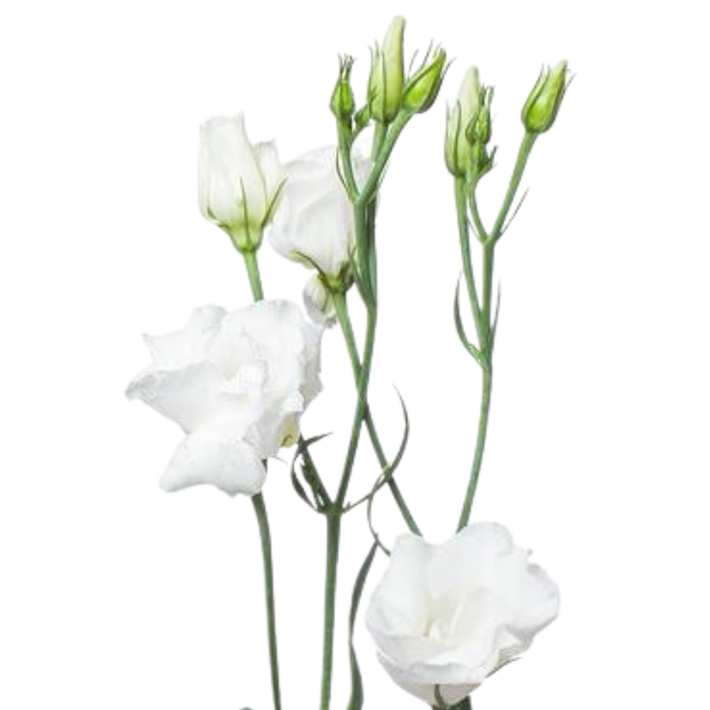 Eustoma double excalibur pure white
